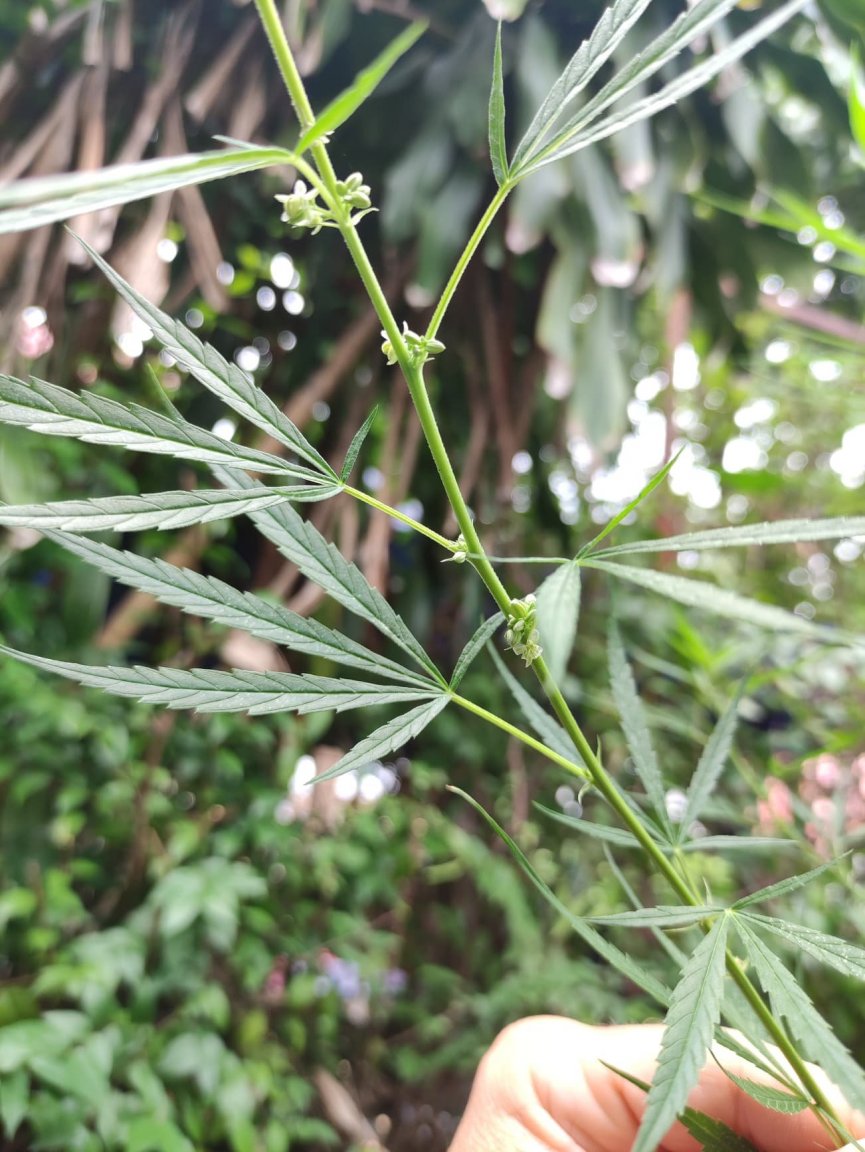 Taller plant 1.jpg