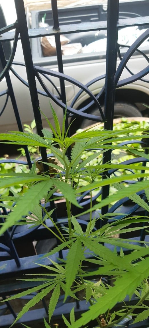 smaller plant 1.jpg