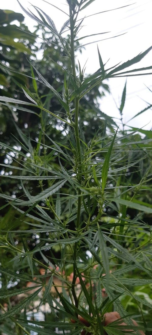 Taller plant 3.jpg