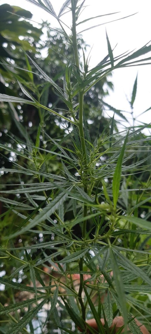 Taller plant 2.jpg