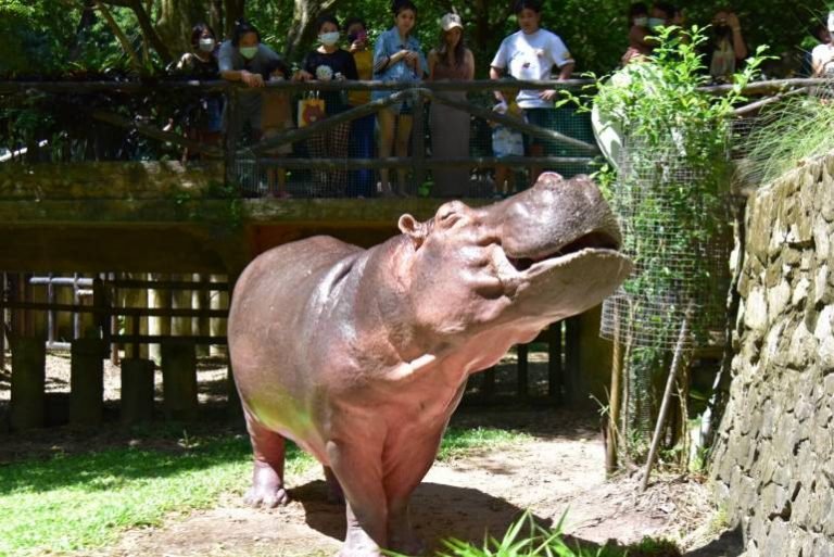 57 birthday party for hippo “Mae Malee” at Khao Kheow zoo - Pattaya ...