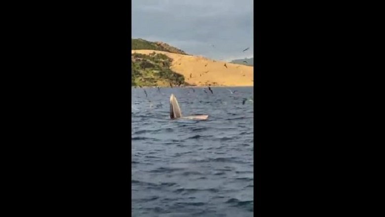 blue-whales-spotted-near-central-coast-1660024976_680x0.jpg