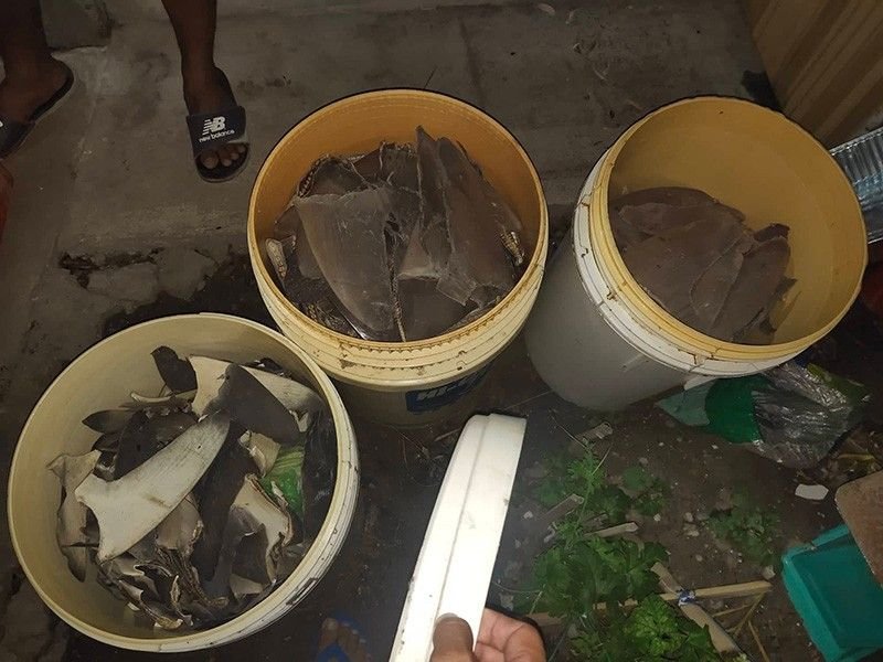 dried-shark-fins_2022-08-02_10-25-03.jpg