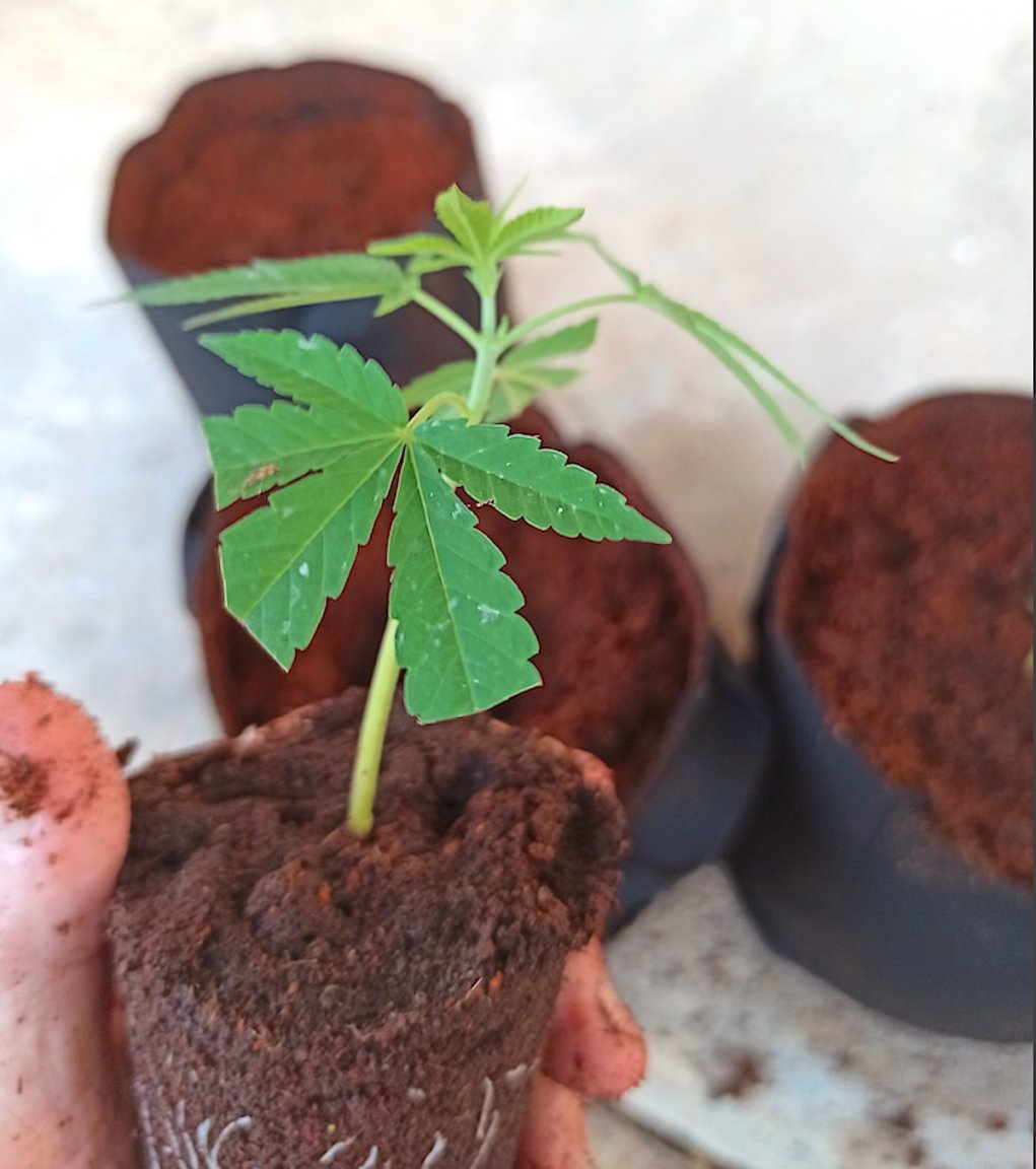 2056296427_Transplanting55592122.thumb.jpg.f006919f1e11ed402f0c76206a7cd40c.jpg