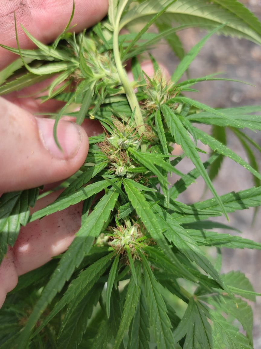 ladyboy ganja.jpg