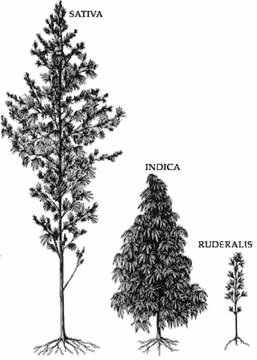 Cannab2_new.thumb.png.2929a262868aa37fd52f0496e555d2f8.png