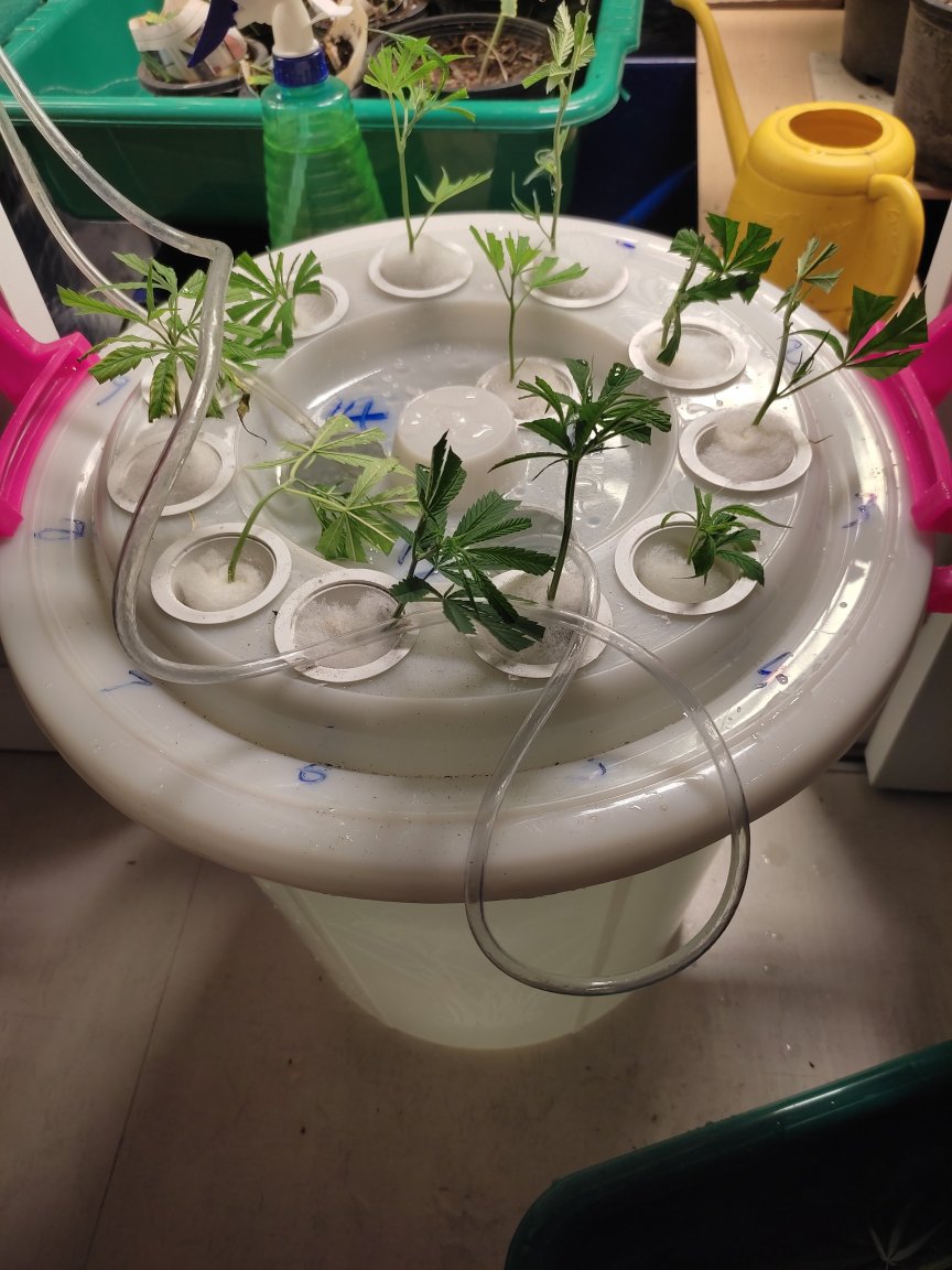 bucket_clones.jpg