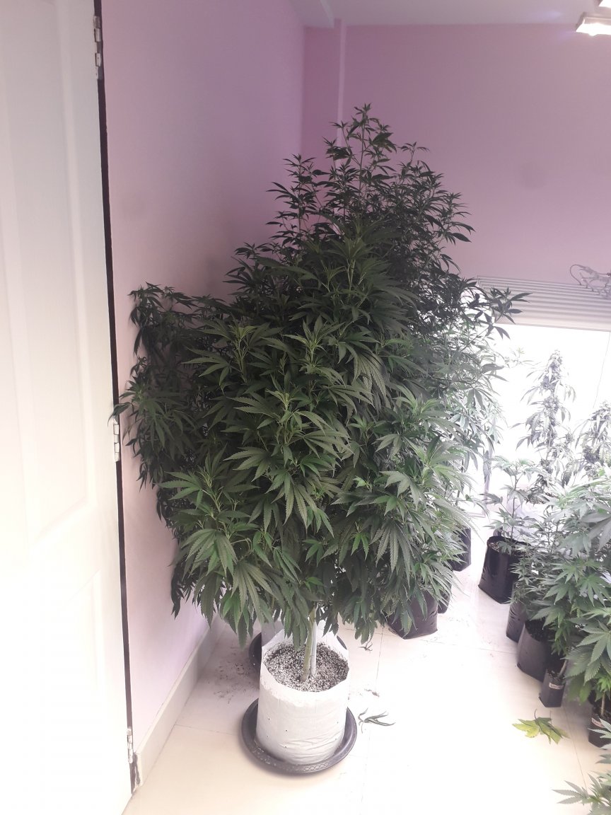 cbd.jpg