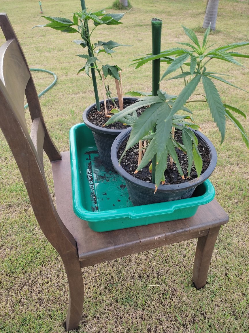 ganj1.jpg