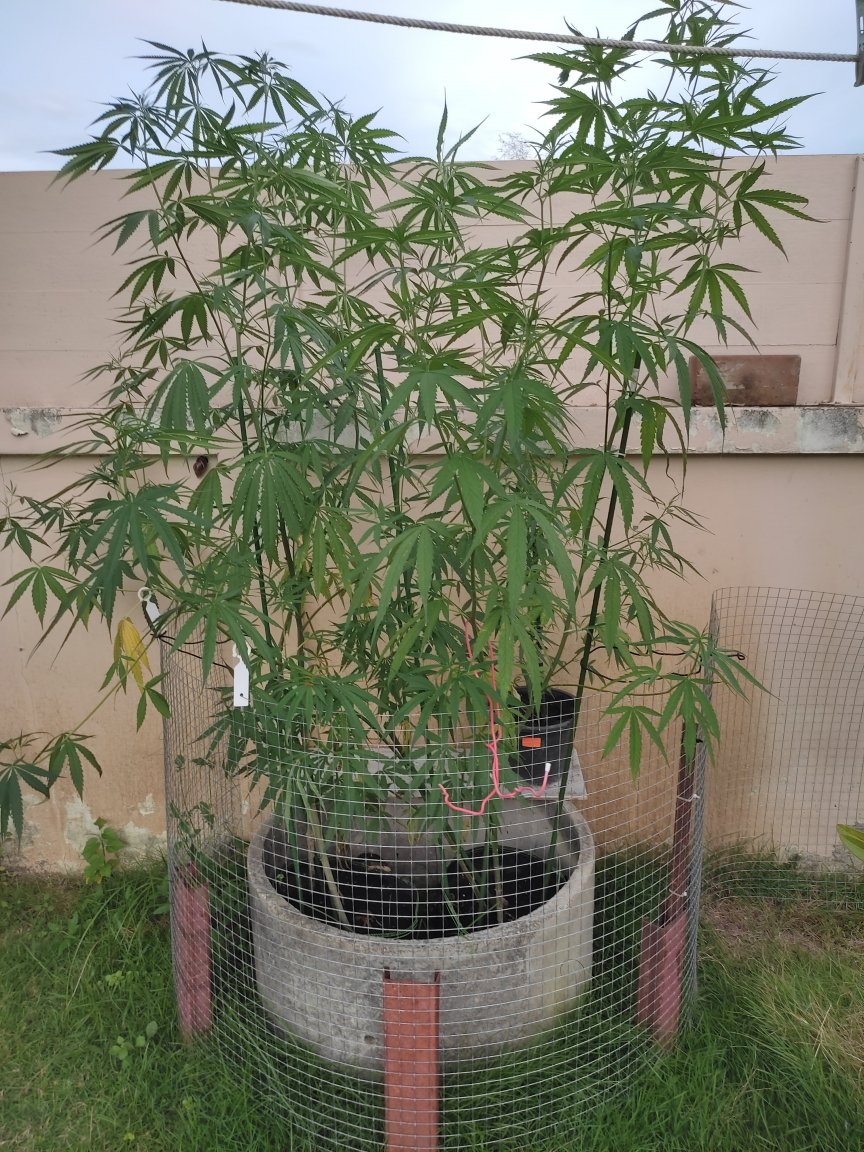 ganj2.jpg