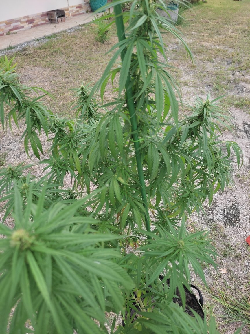 ganj3.jpg