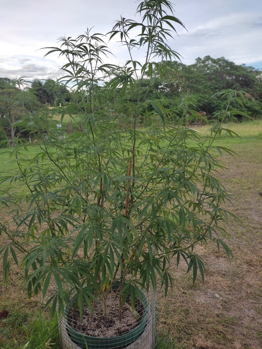 ganj4.jpg