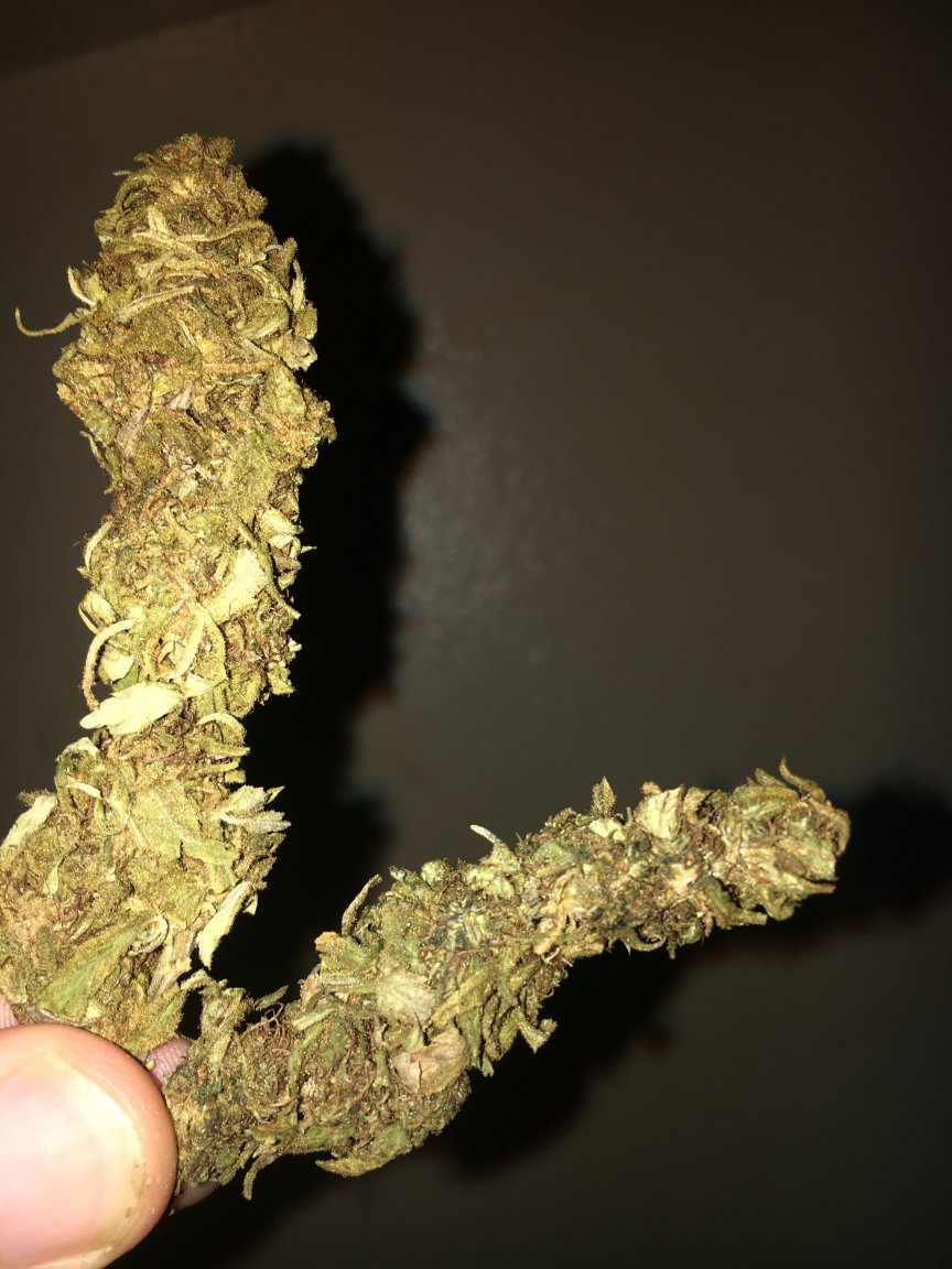 gorilla glue.JPG