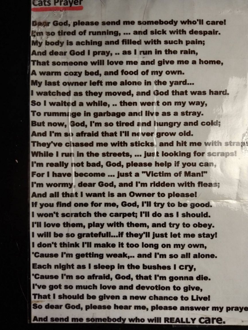 Cats Prayer.jpg