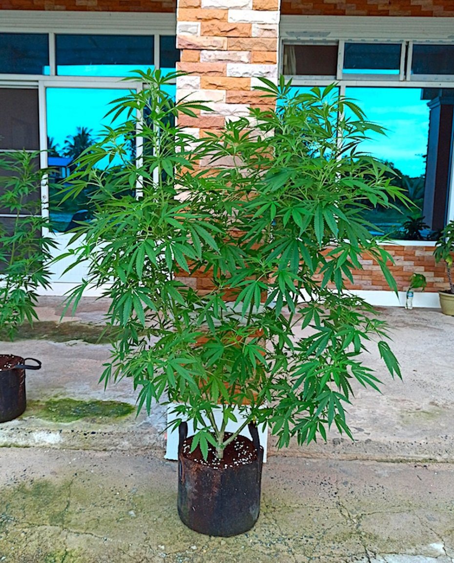 RQS Kush#1  10 1 22.jpg
