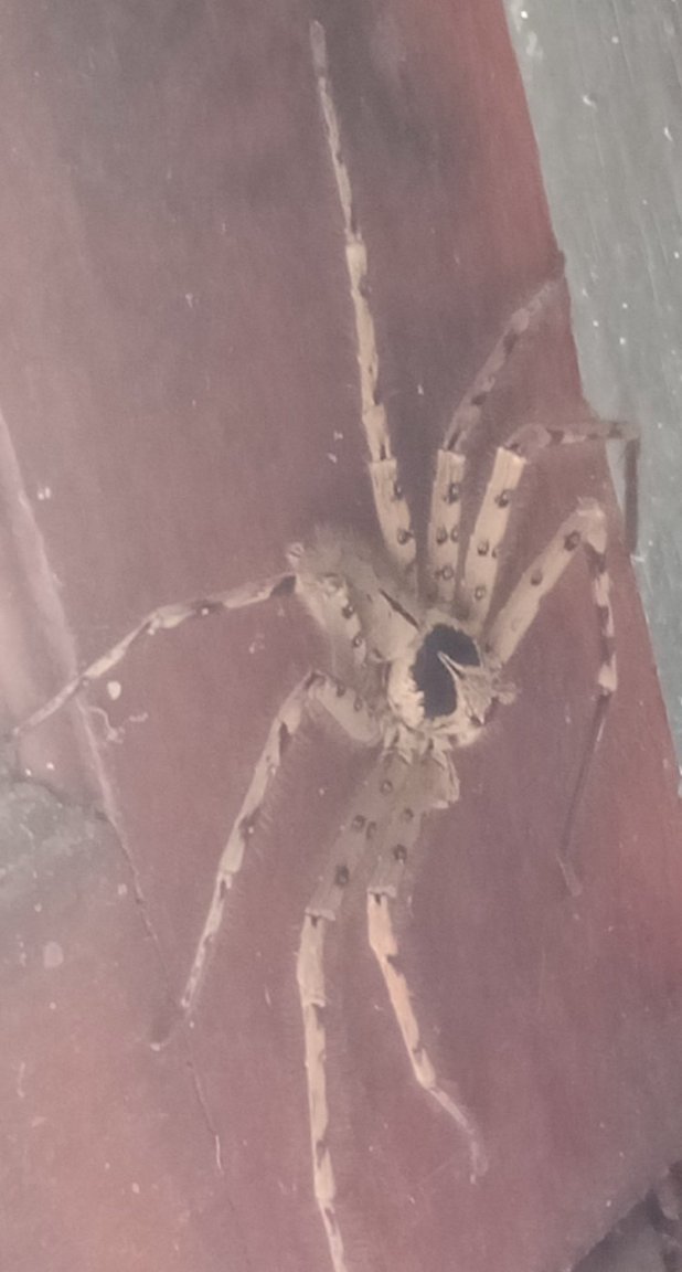 IMG20221119133648 spider 1.jpg