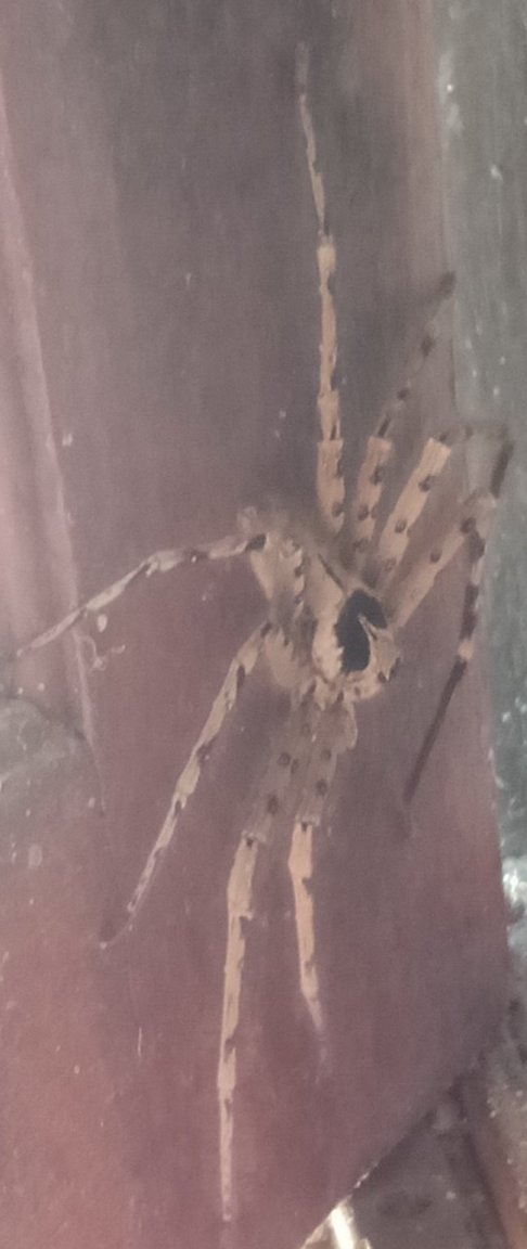 IMG20221119133743 SPIDER 2.jpg