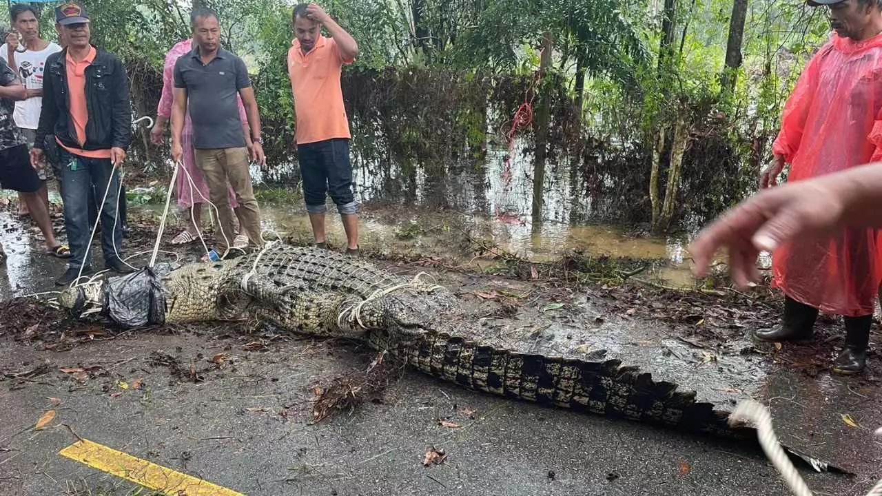 Video: Be careful out there! Croc on the loose in rainy southern ...