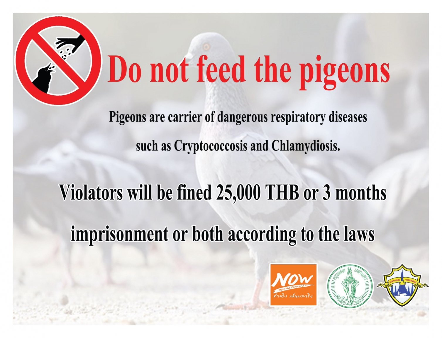 PigeonsEnglish.jpg