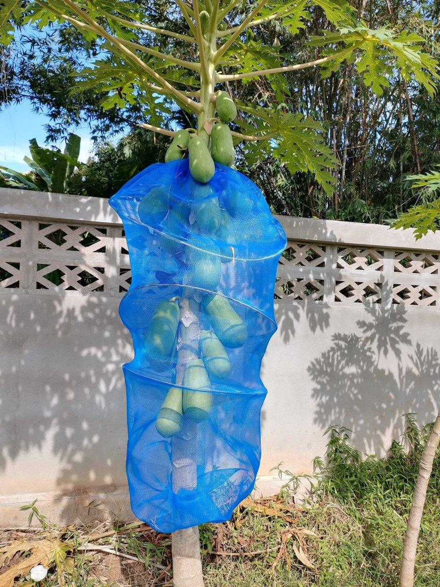 papaya1.jpg