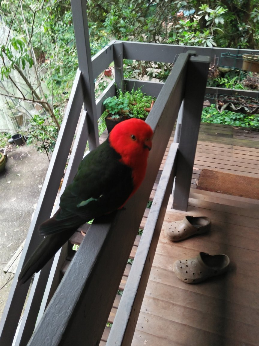 parrots1.jpg