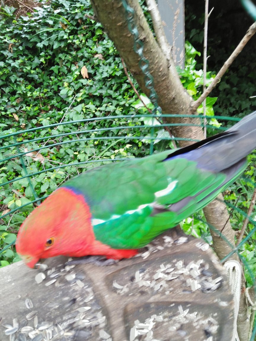 parrots2.jpg