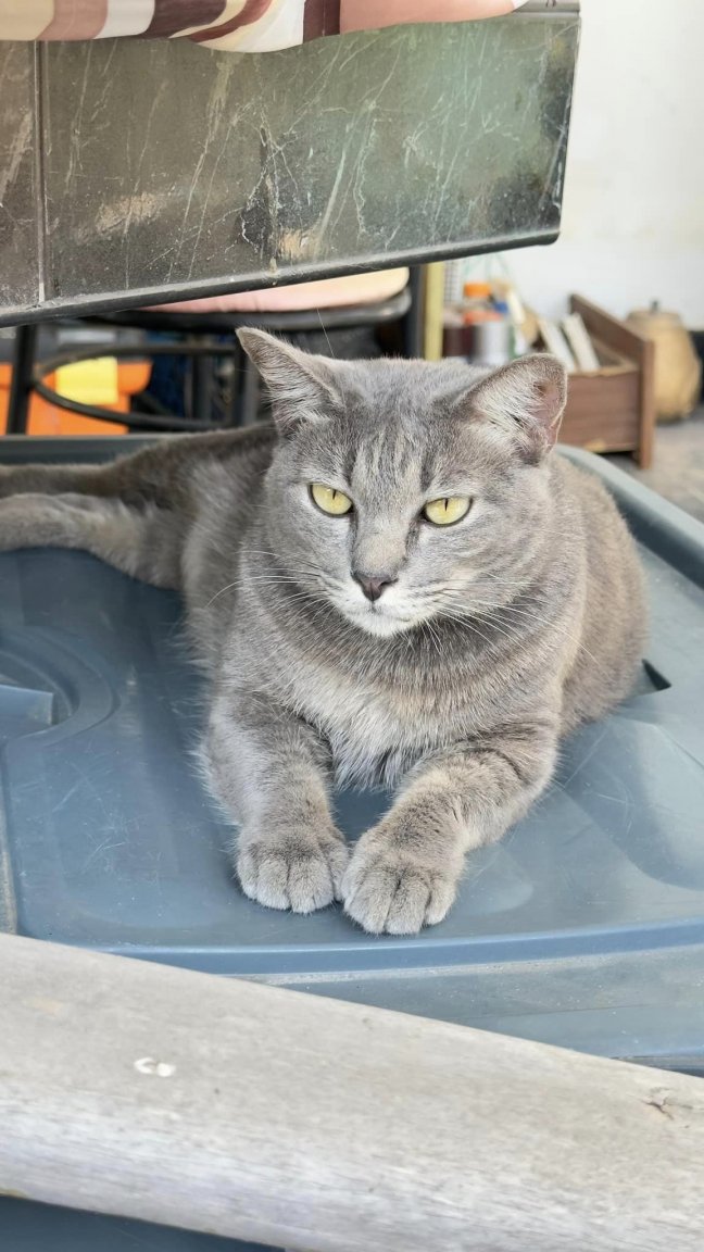 Cat.thumb.jpg.f4789fadee3151ff404d6cf40c7a3566.jpg