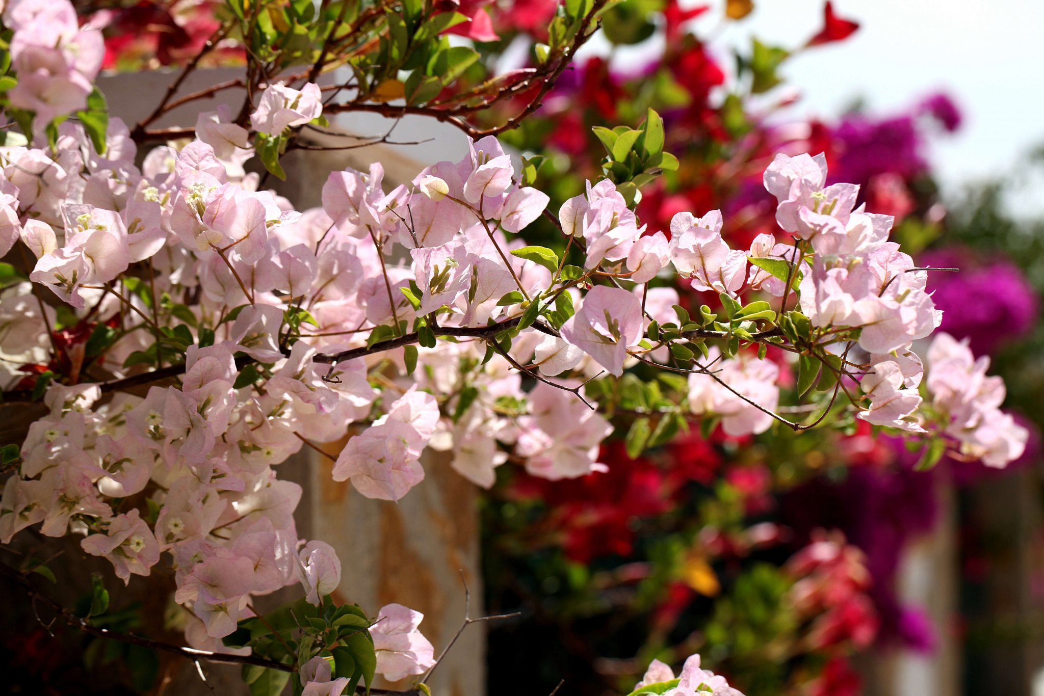 pink-bougainvillea.jpg