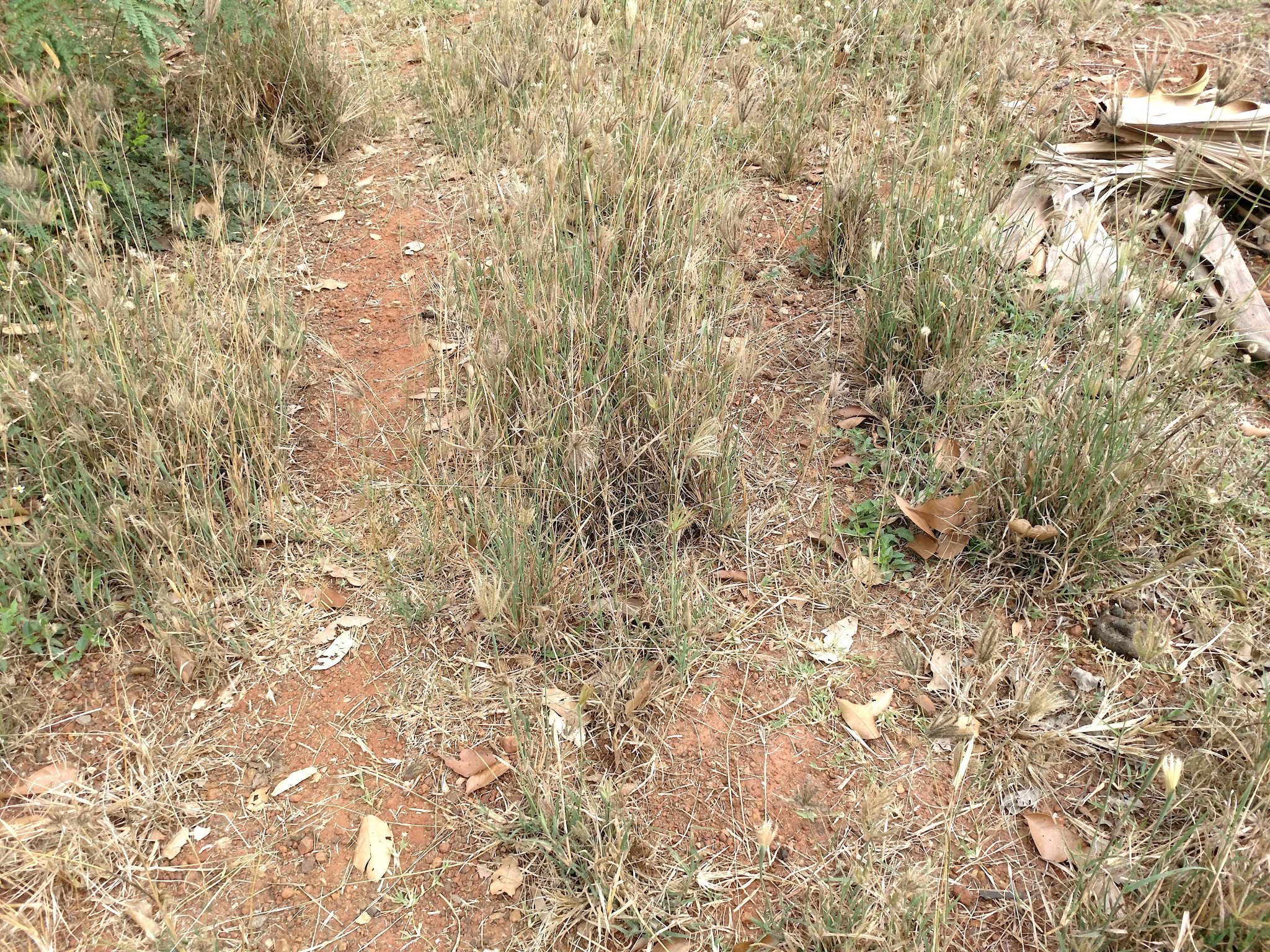  Weeds1.jpg
