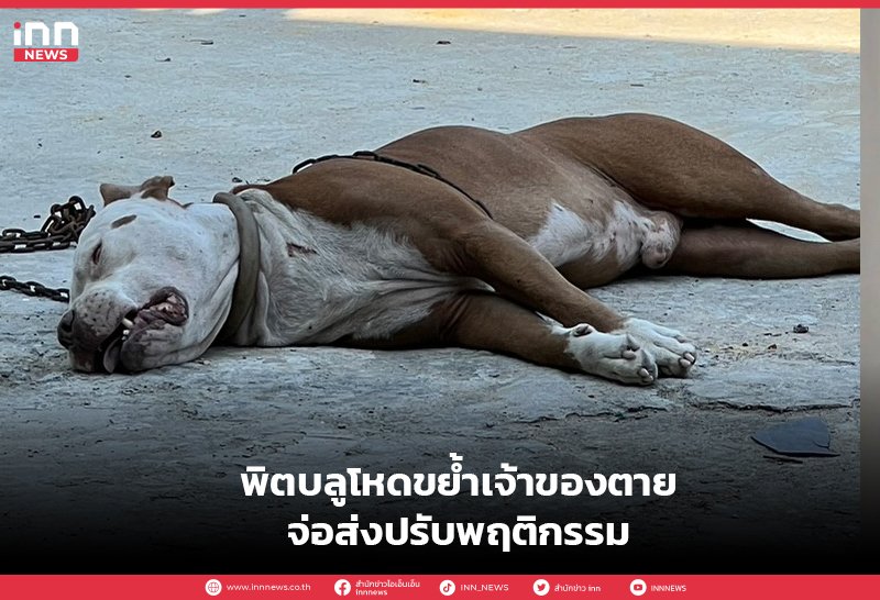 หมา-1.jpg