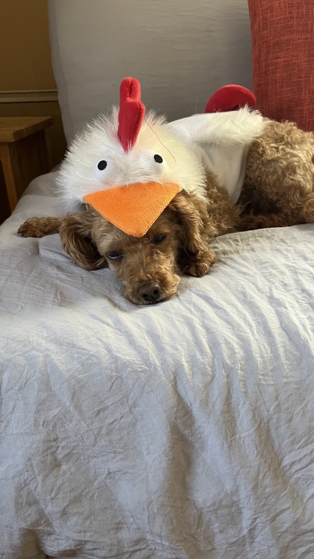 foxy chicken 1.jpg