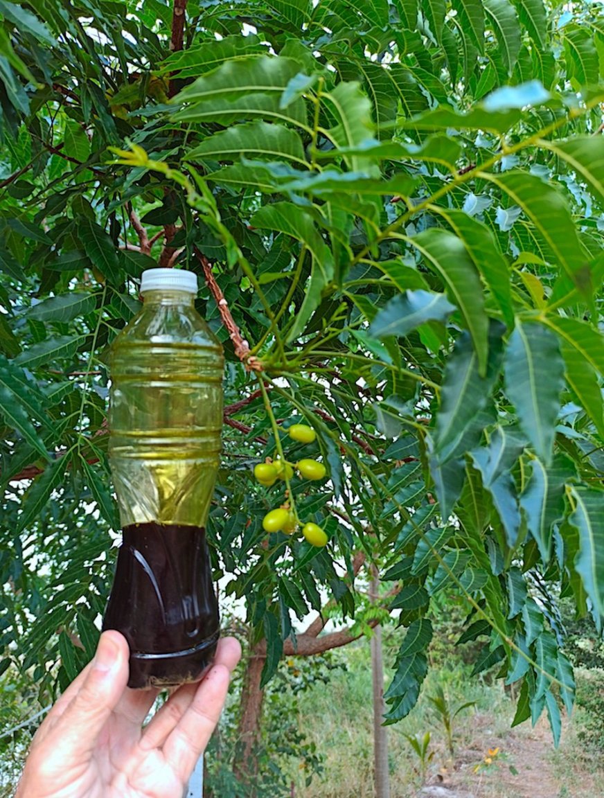 Homemade Neem Oil.jpg