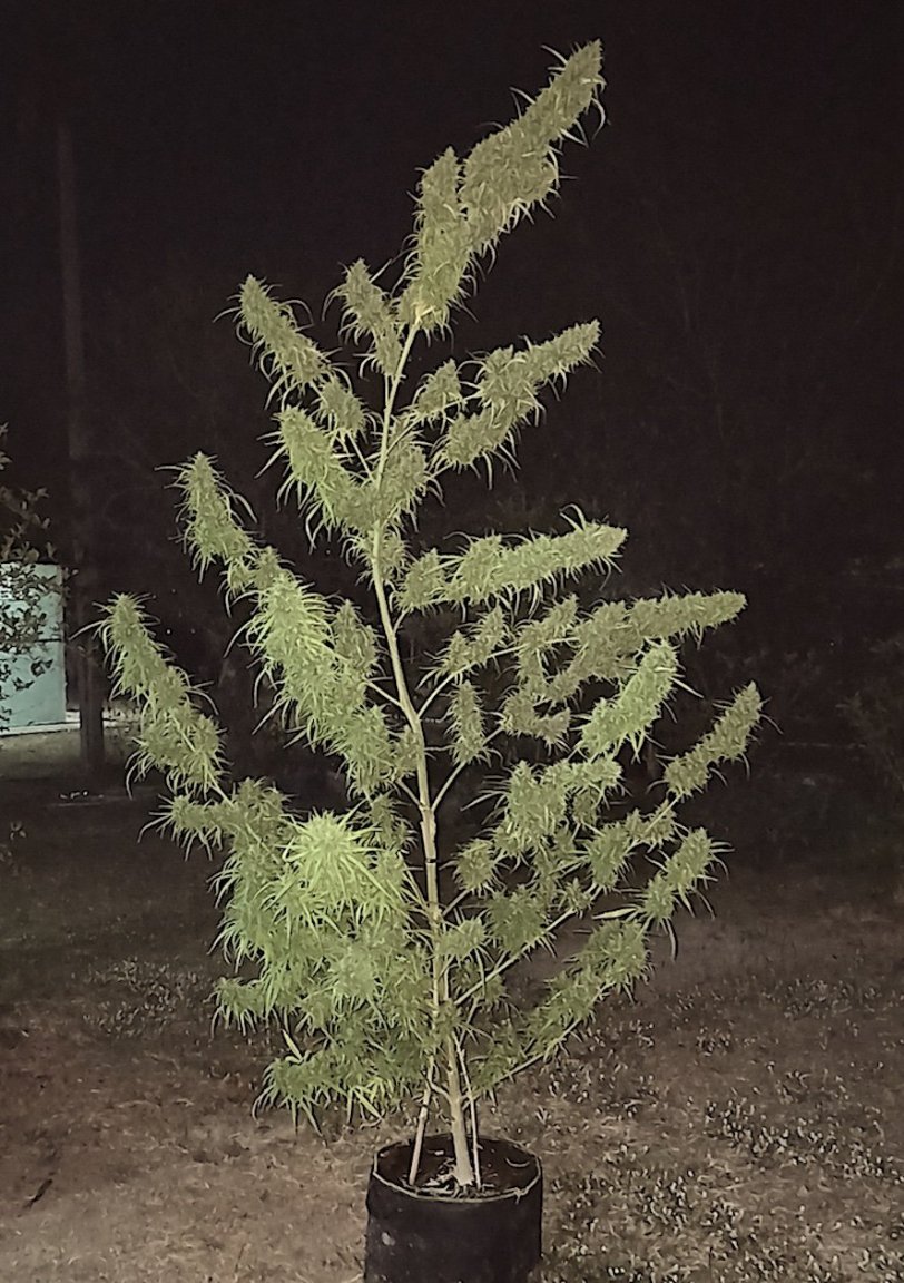 TH 2734.79 trimed buds WET.jpg