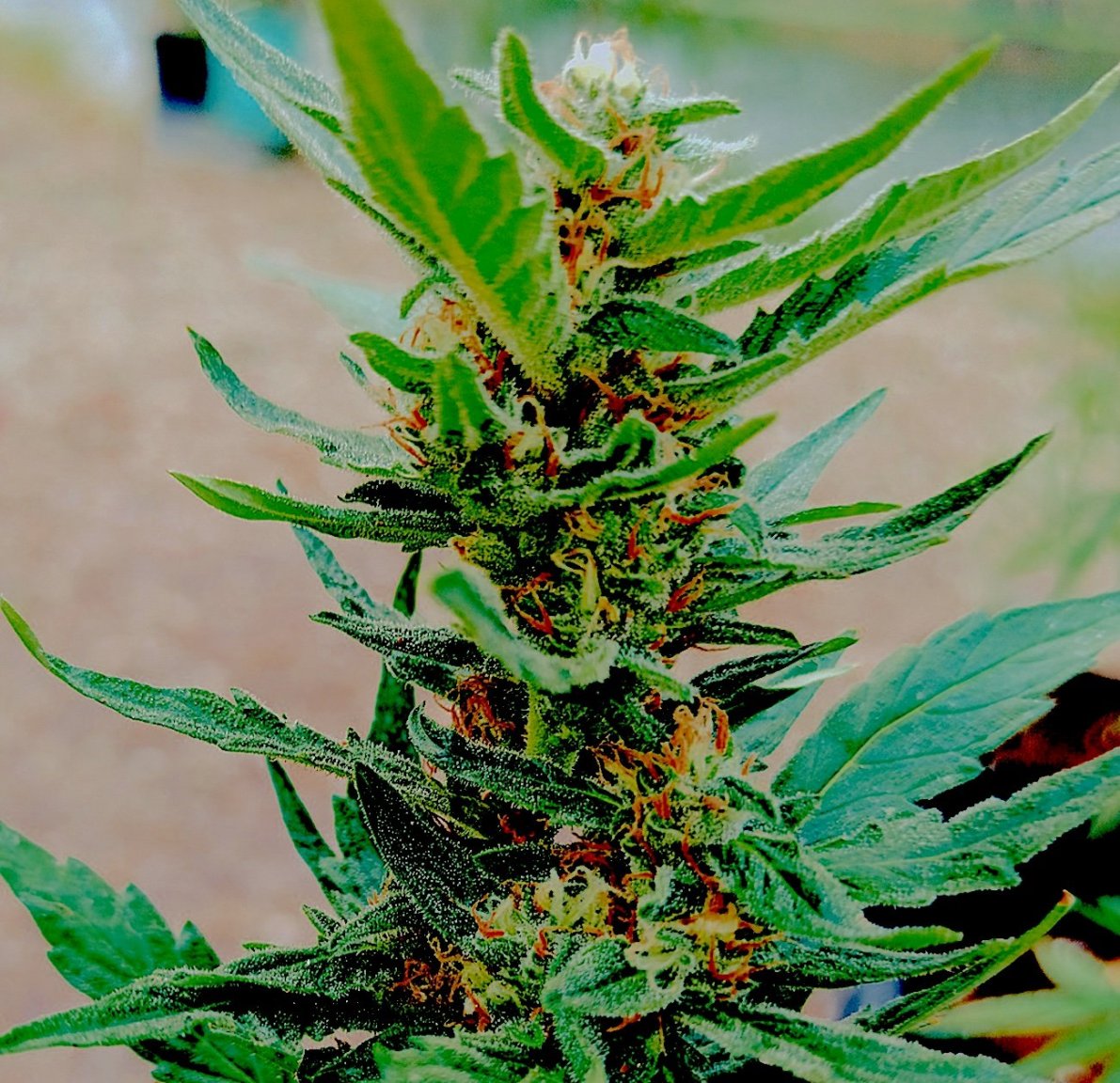 6-Shooter II  4 13 23.jpg