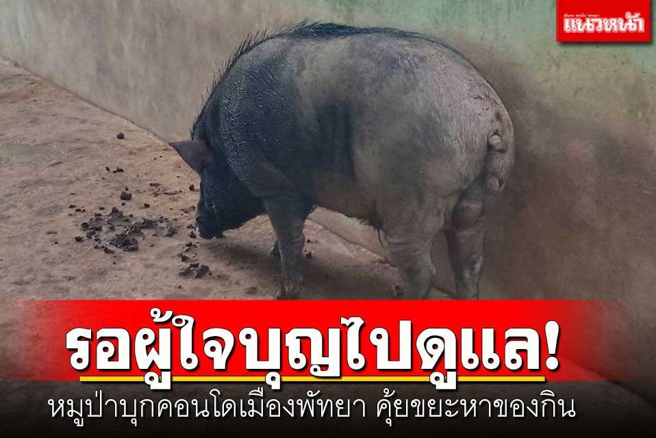 image.jpeg