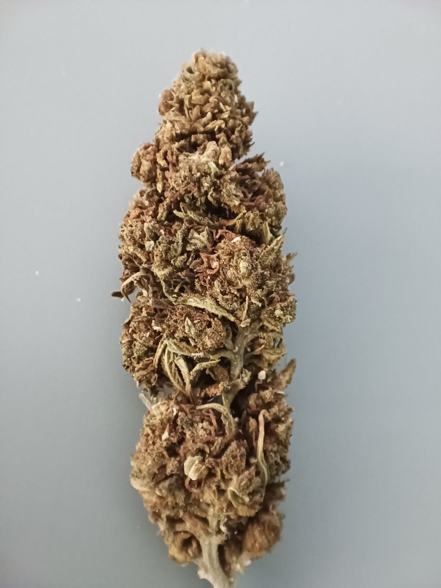OGKush.thumb.jpg.7545234ddfdc507c06ffac449eb49c5f.jpg