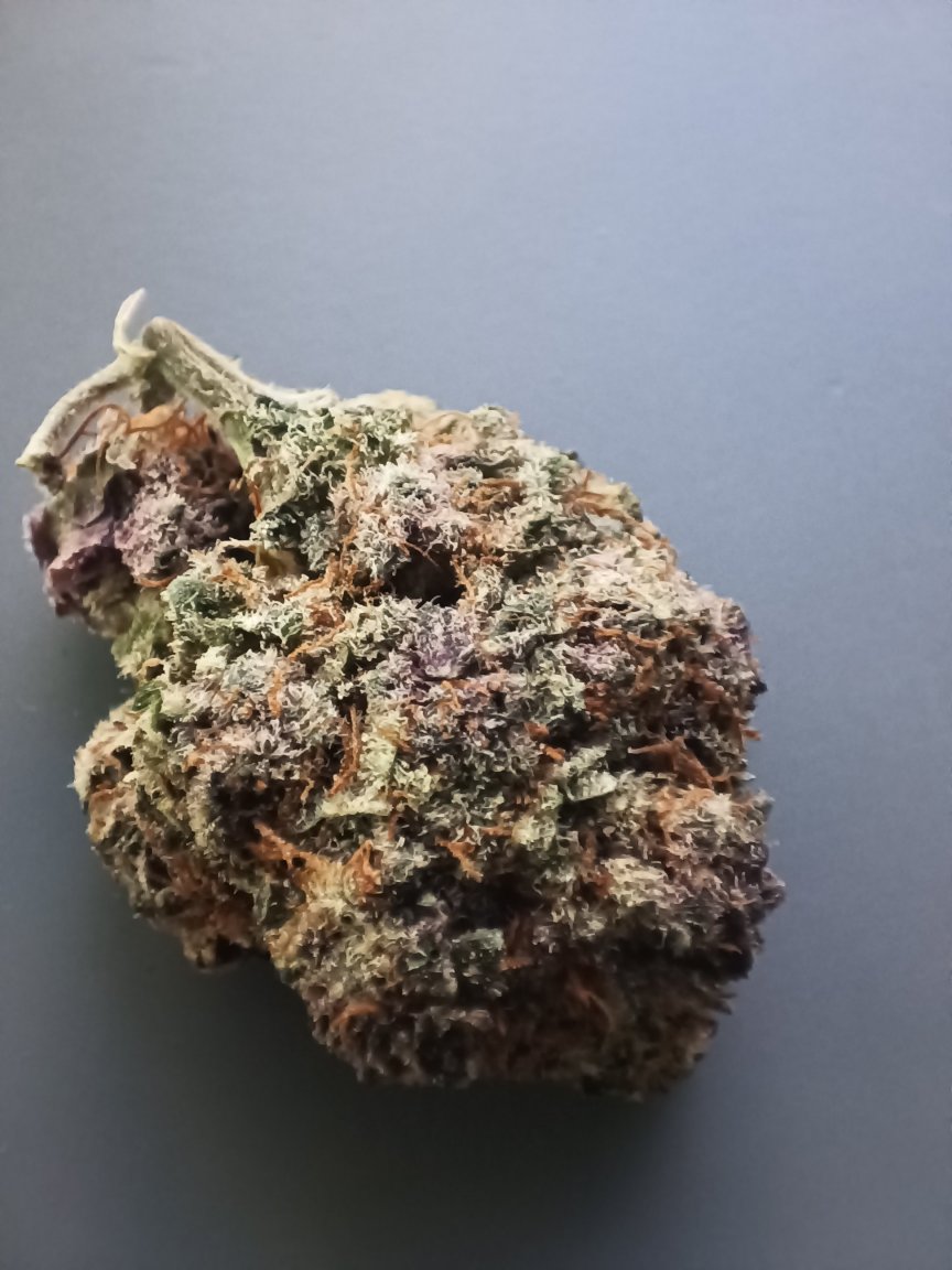 TropicalCherry.thumb.jpg.86023f8af5d503b06ec7fc09ee022efe.jpg