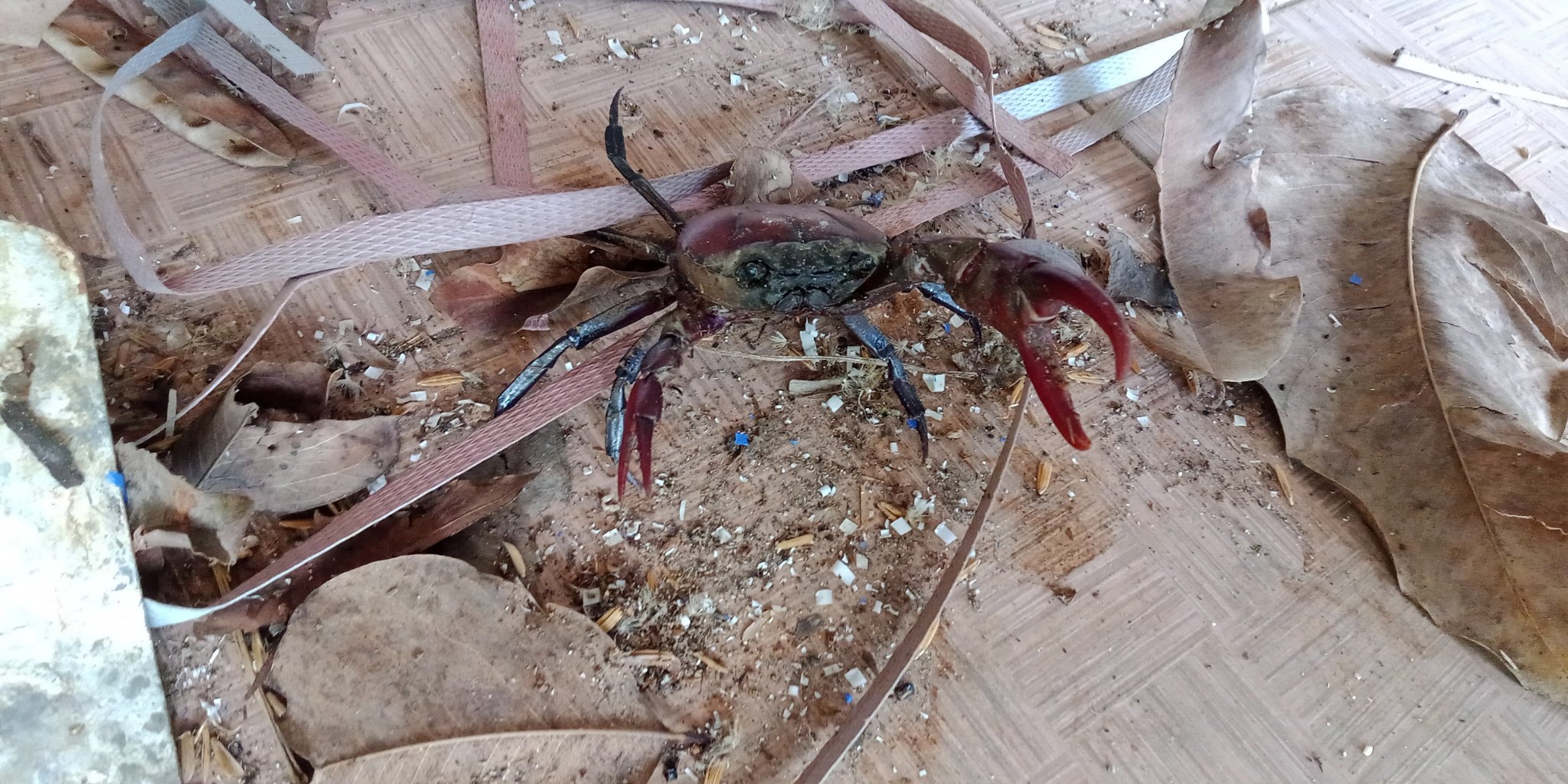 krab.thumb.jpg.589d8eb4468ff9ecd202b9f9aab1906b.jpg