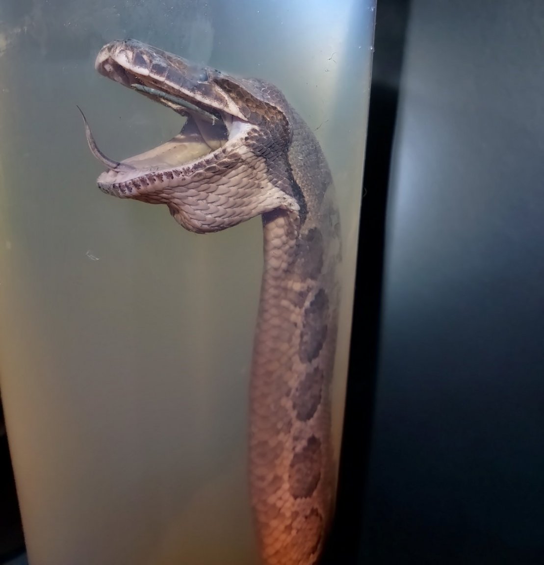 snake-show-lp-10cc.thumb.jpg.db90448ed5176f801613376229278375.jpg