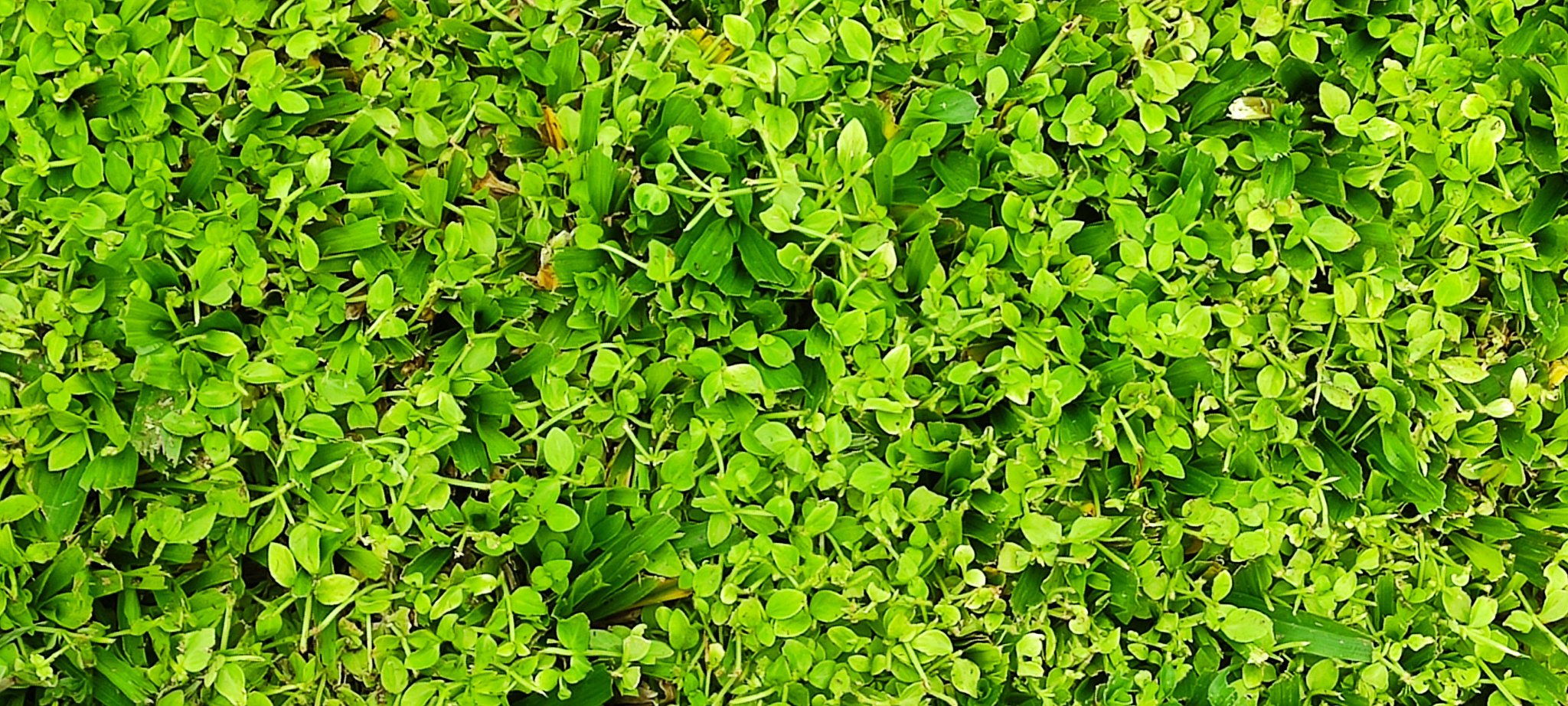 clover 2.jpg