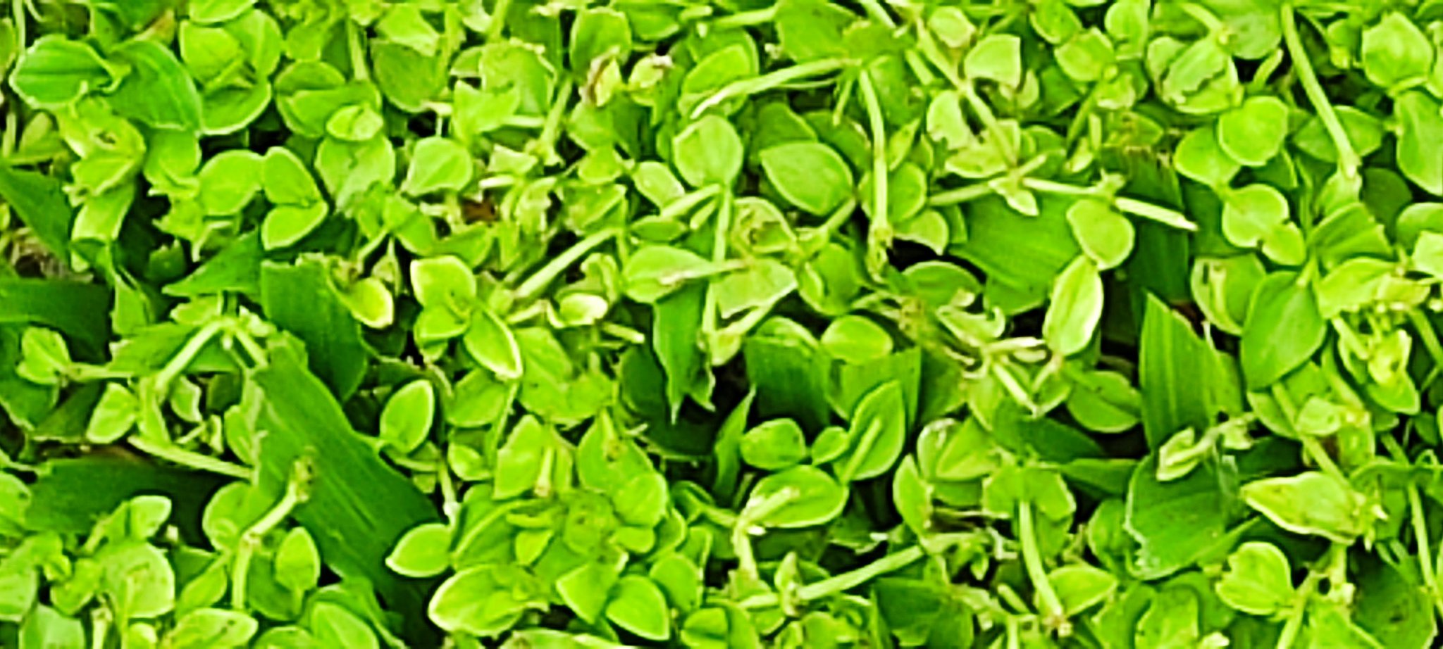 clover.jpg