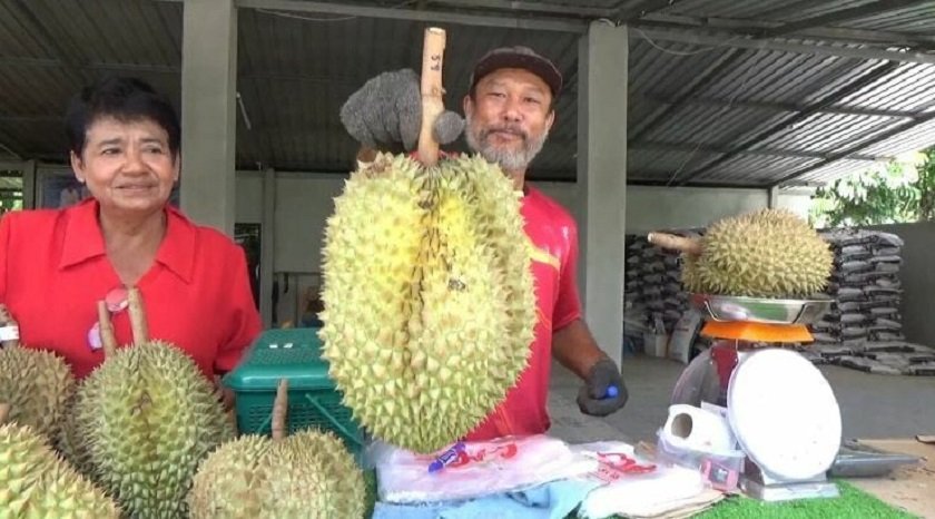 Volcano durian: South Thailand farmer introduces unique breed to ...