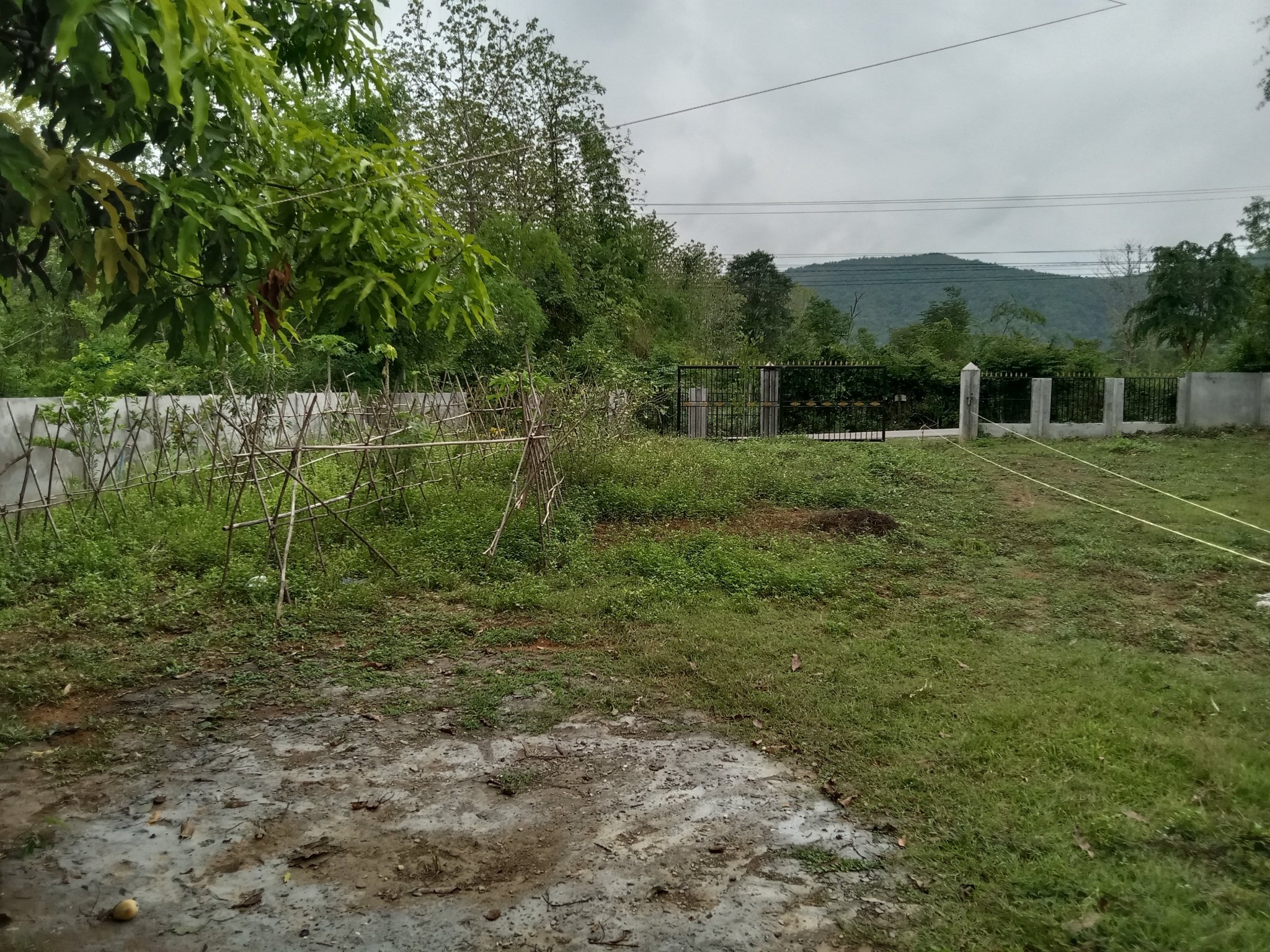 garden.thumb.jpg.25a4e4fffd69913cca795a1bdb9529fa.jpg