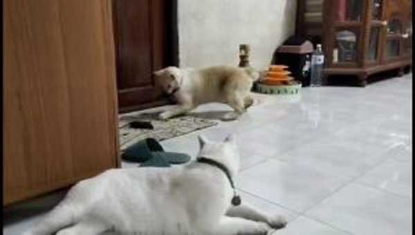 image.jpeg