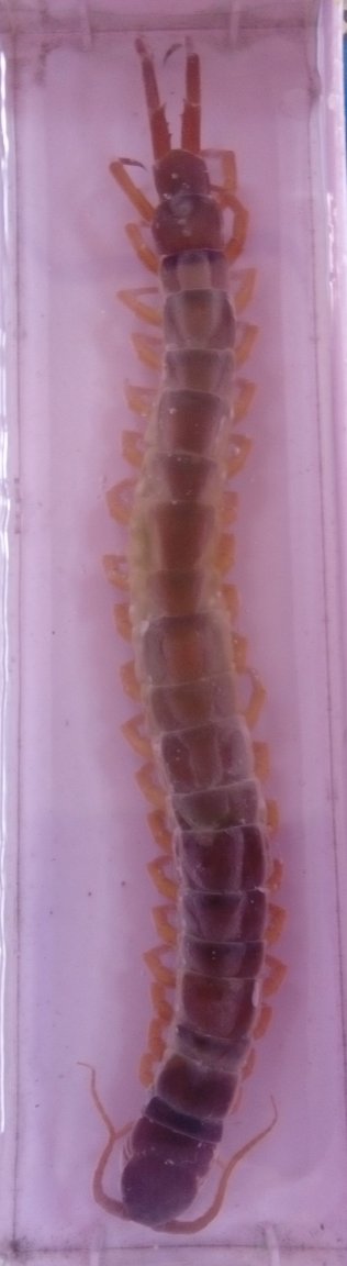 20171229 101241 centipede.jpg