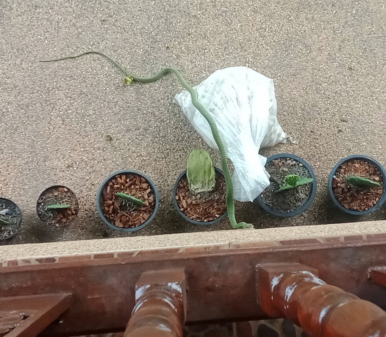 1943049811_sumatragreenpitviper1.thumb.jpg.8d28dada001c5821dca81669da3b76cd.jpg