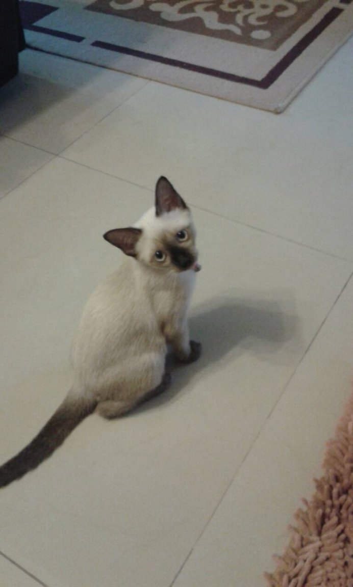 Nina July 21 2014.jpg