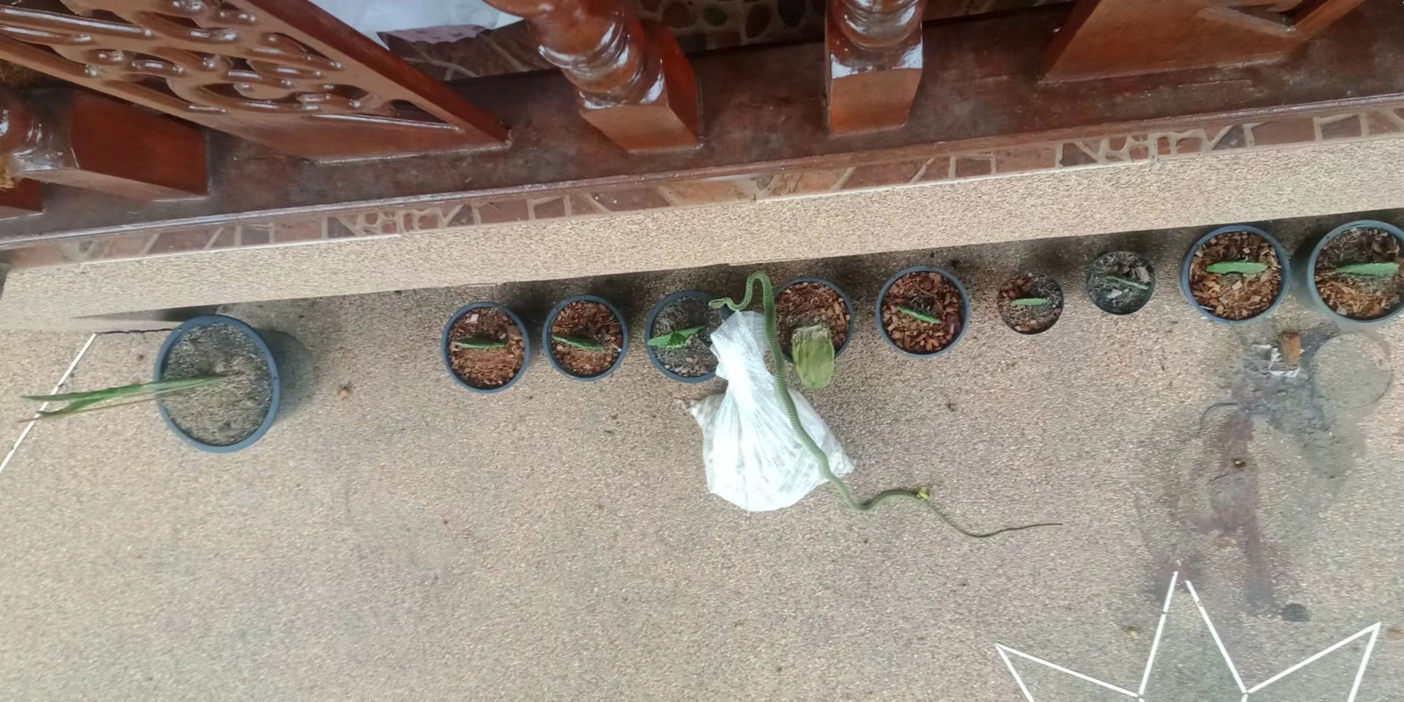 697064870_sumatragreenpitviper2.thumb.jpg.e750069433dbb83b57dfc9118fb5a41c.jpg