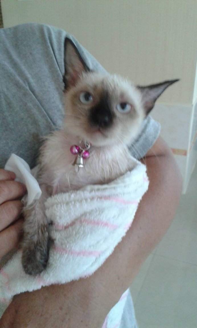 Nina bath July 23 2014.jpg