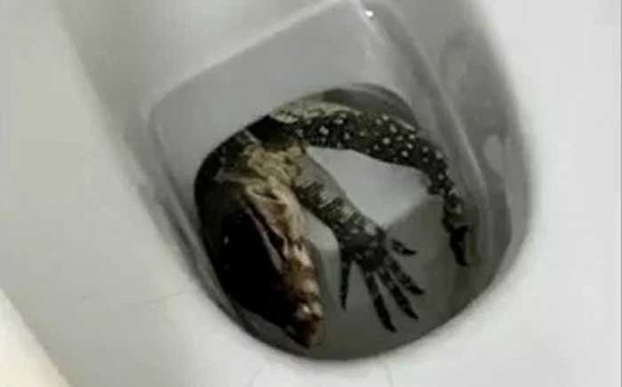 image.jpeg
